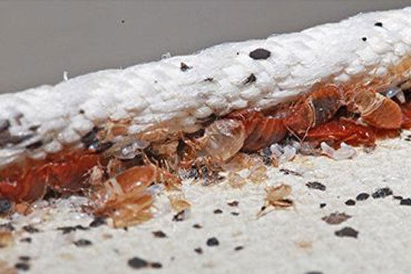 Bed-bug
