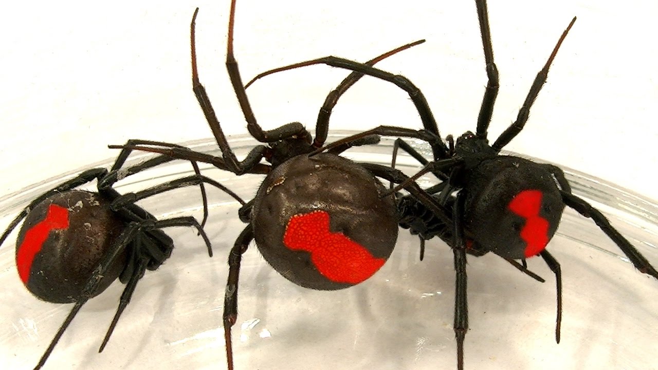 Spider Infestations
