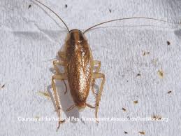German Cockroach Pest Control