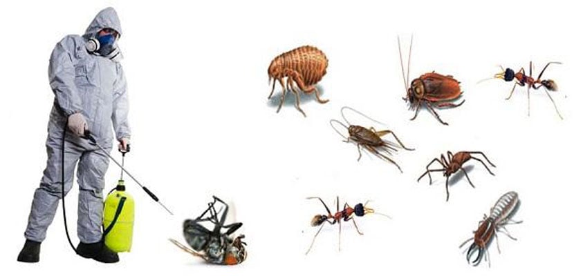 Ant Pest Control Hero Background