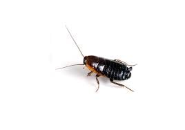 Oriental Cockroach Pest Control