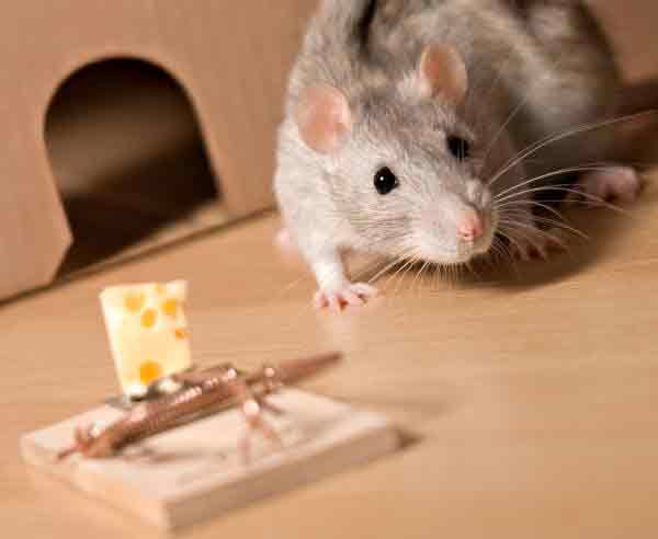 Rat control