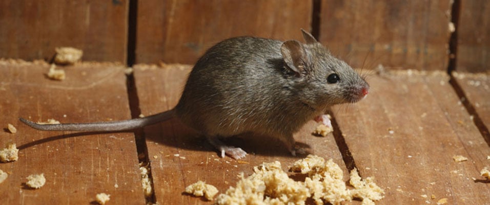 Rodent control