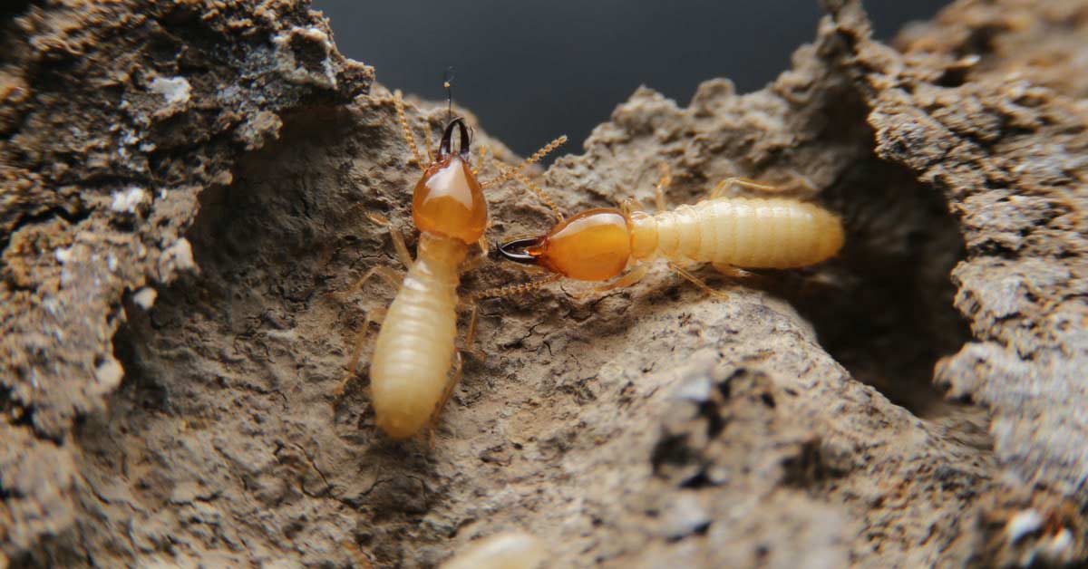 subterranean-termites