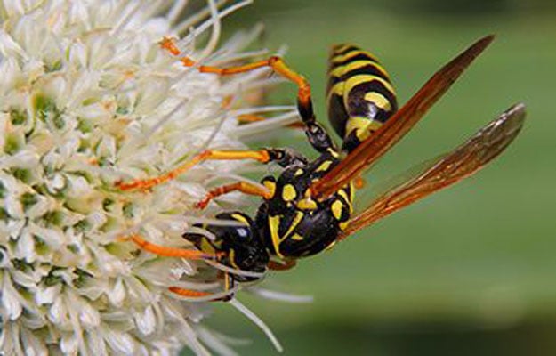 Wasp