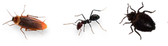 Common pests illustration