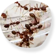 Bed bugs and flea