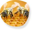 Bee and wasp