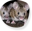 Possum and rodent